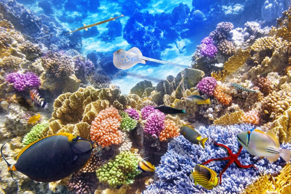 色彩斑斓的海底珊瑚礁高清图片
