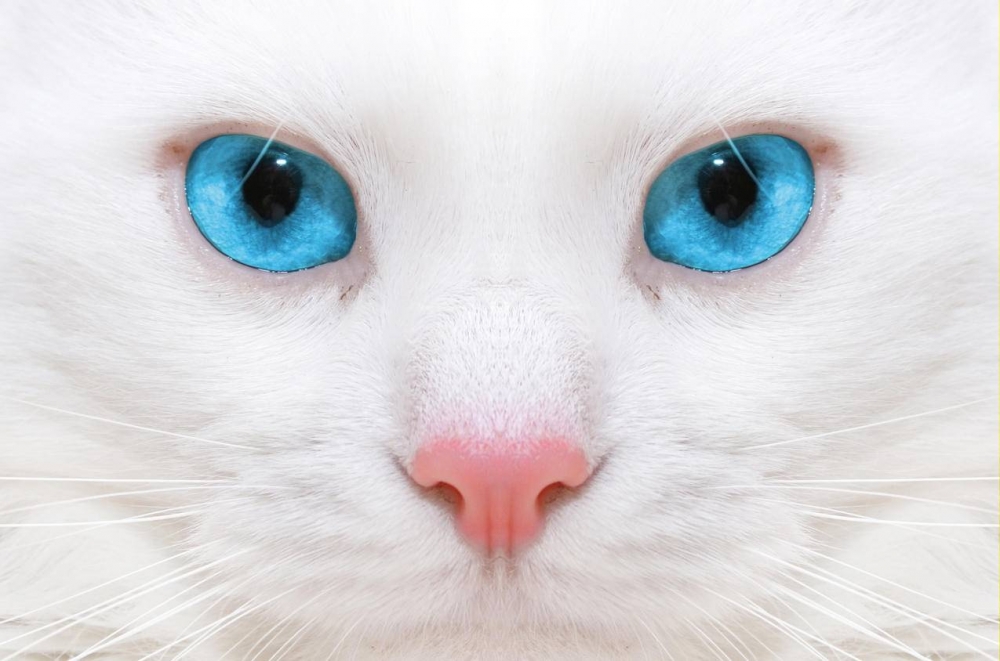 霸气白色毛发蓝色眼睛猫咪图片