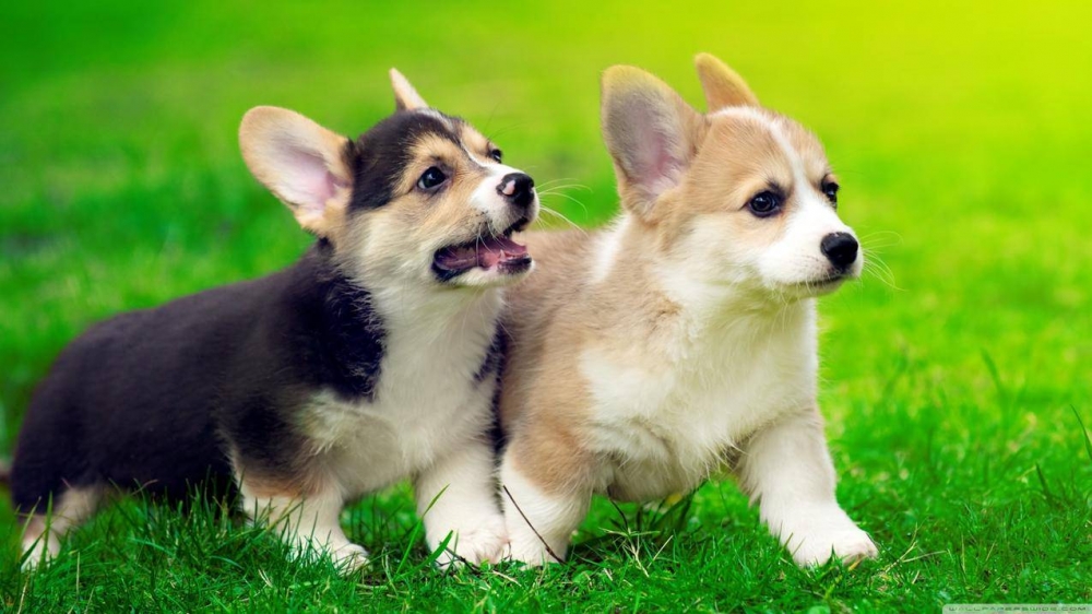 草地上两只小狗狗图片