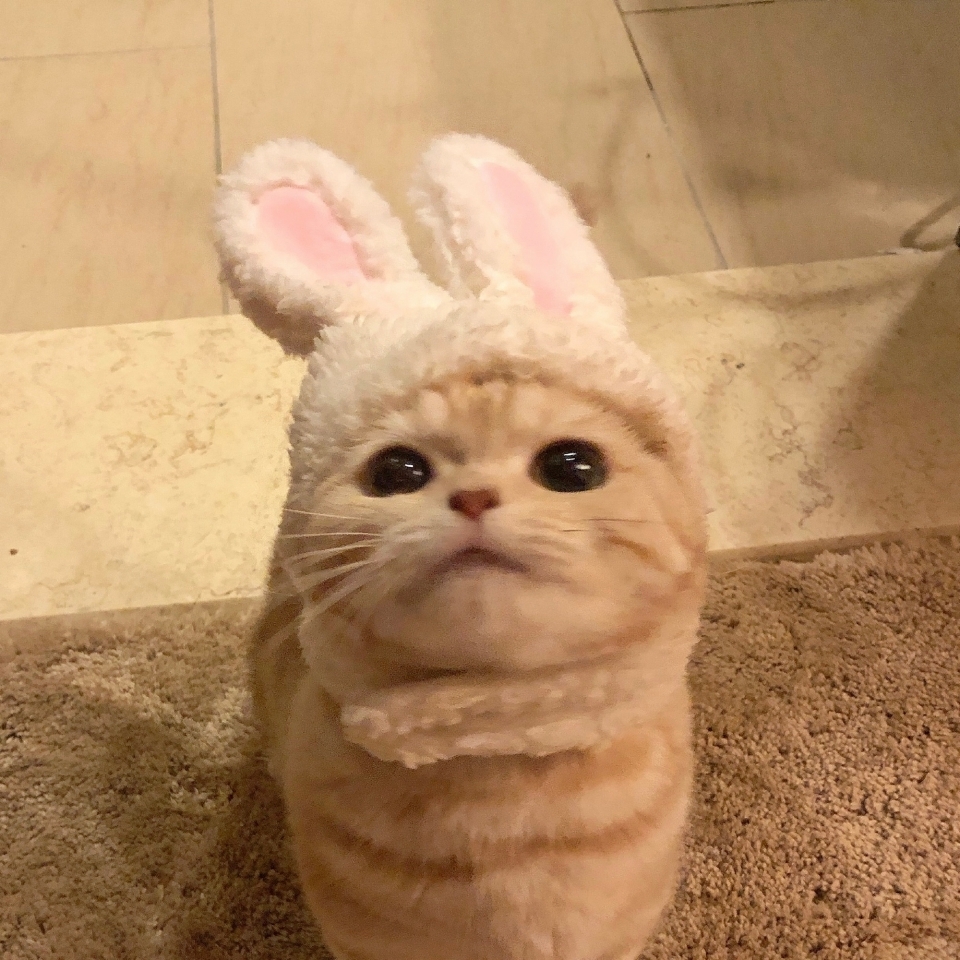 可爱搞笑小奶猫和小奶狗样子图片