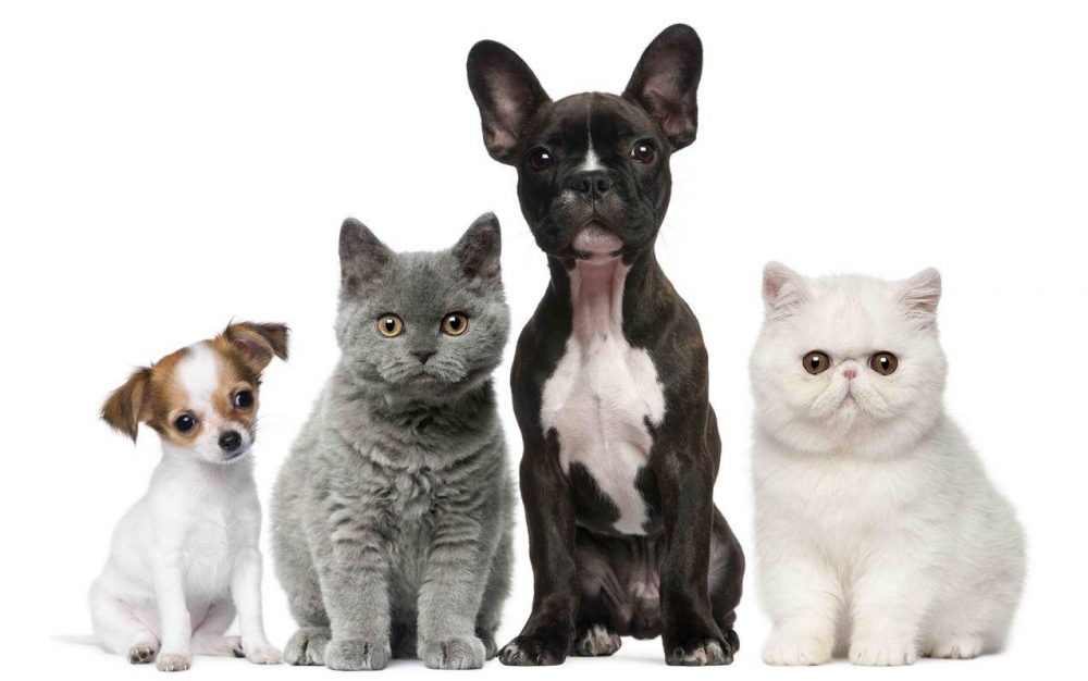 壁纸关于猫和狗的背景是白色的图片