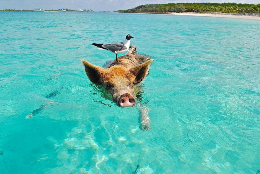 猪在水里游泳图片