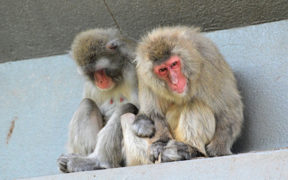 脸红的日本猕猴摄影照片