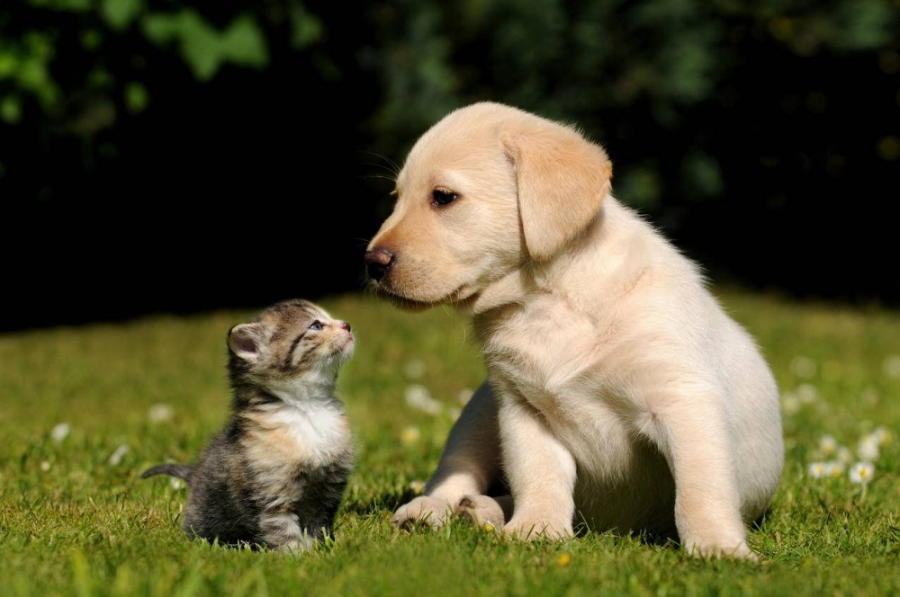 小猫和小狗一起玩可爱动物图片