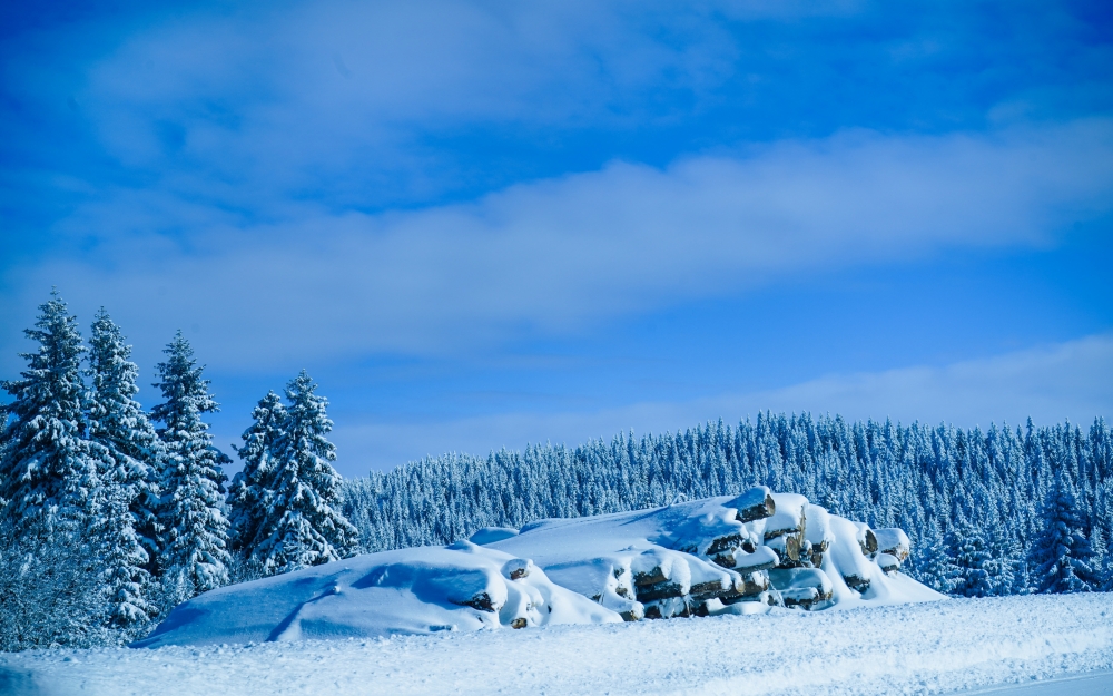 冬天挂满冰凌的杉树的雪景唯美高清图片
