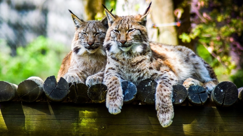 像猫的野生动物猞猁高清野外摄影图片