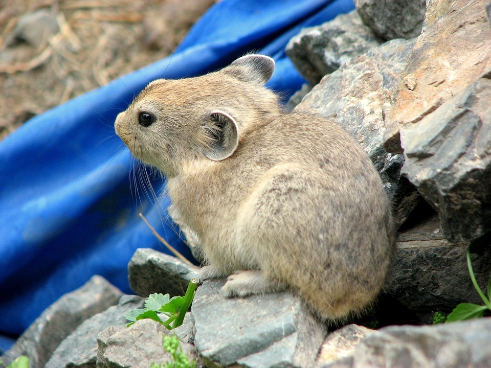 高原洞口前的鼠兔高清图片