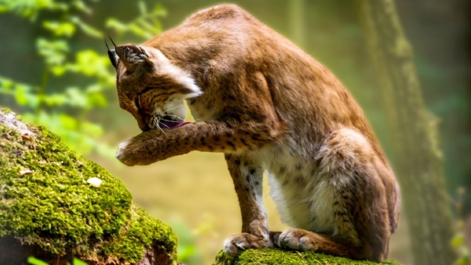 像猫的野生动物猞猁高清野外摄影图片
