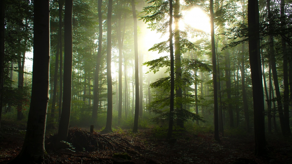 清晨朦胧的薄雾缠绕山林风景图片