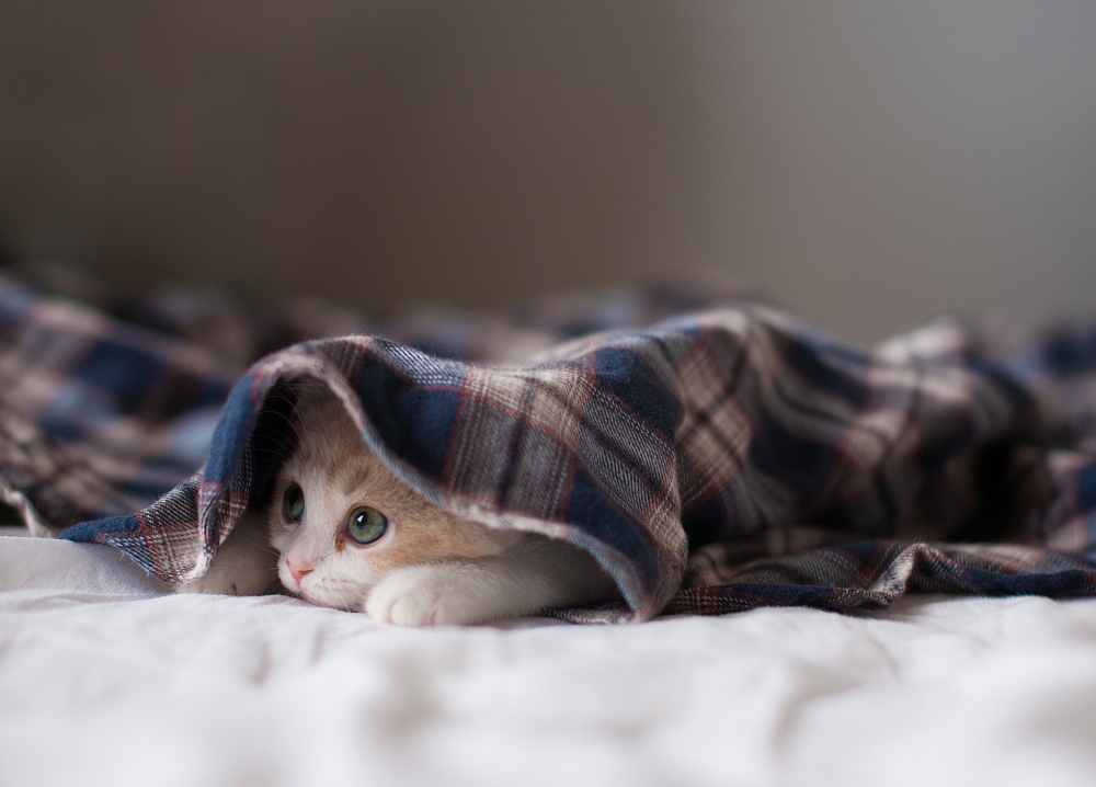 小奶猫幼崽可爱超萌日常生活图片拍摄
