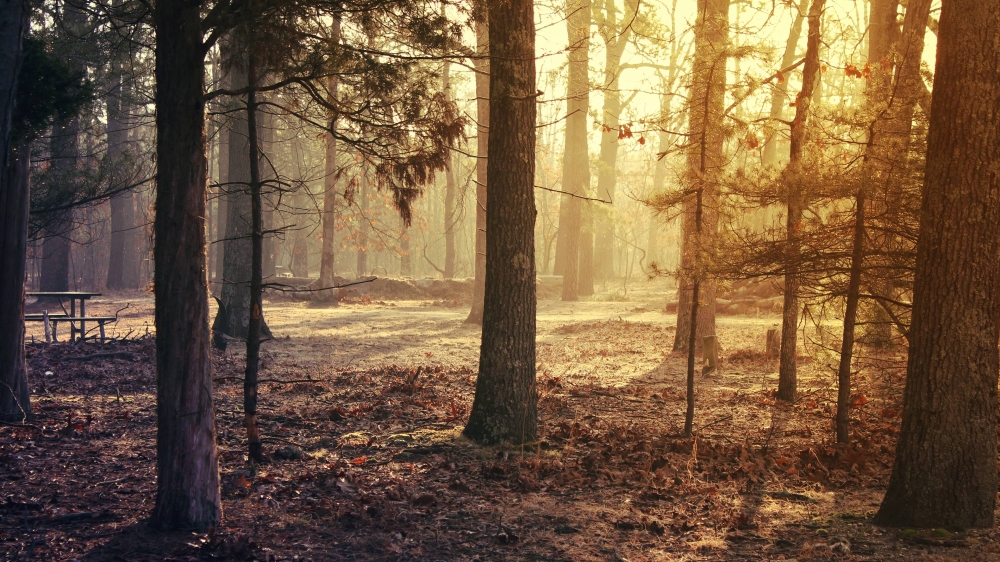 清晨朦胧的薄雾缠绕山林风景图片