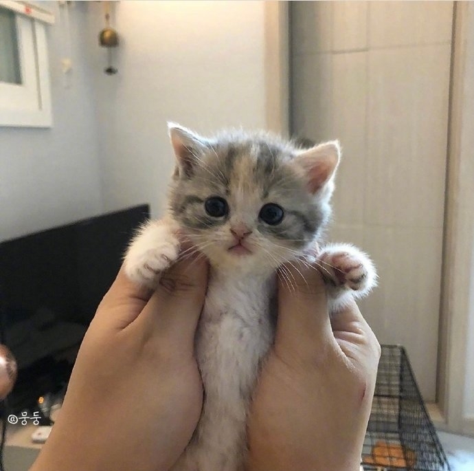 小奶猫刚出生可爱呆萌的样子图片