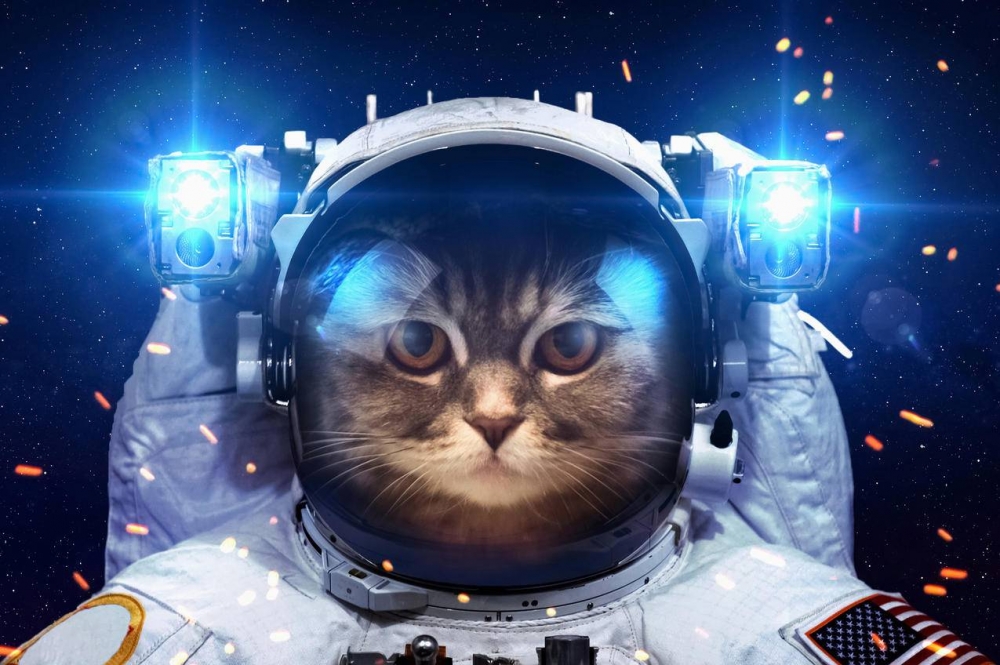 科技宇航猫高清图片