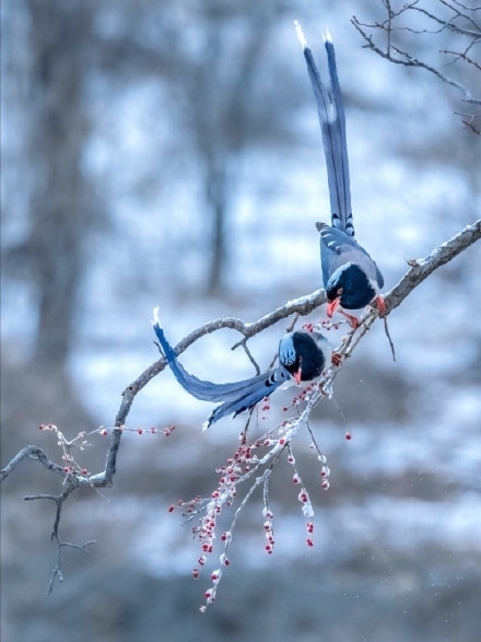 冬天鸟吃红果图