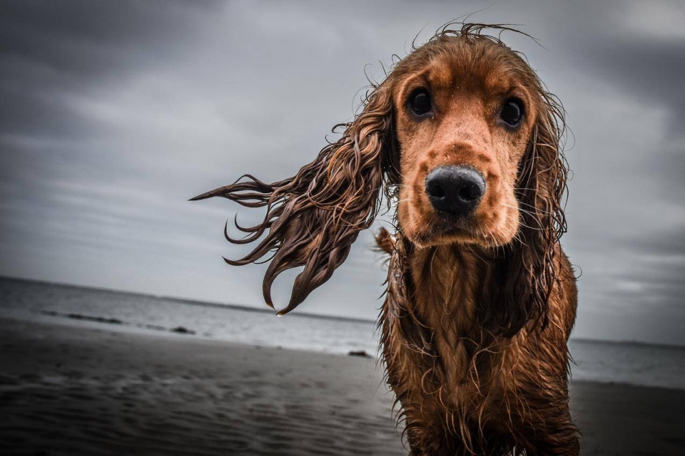 海边狗狗怼脸拍图片