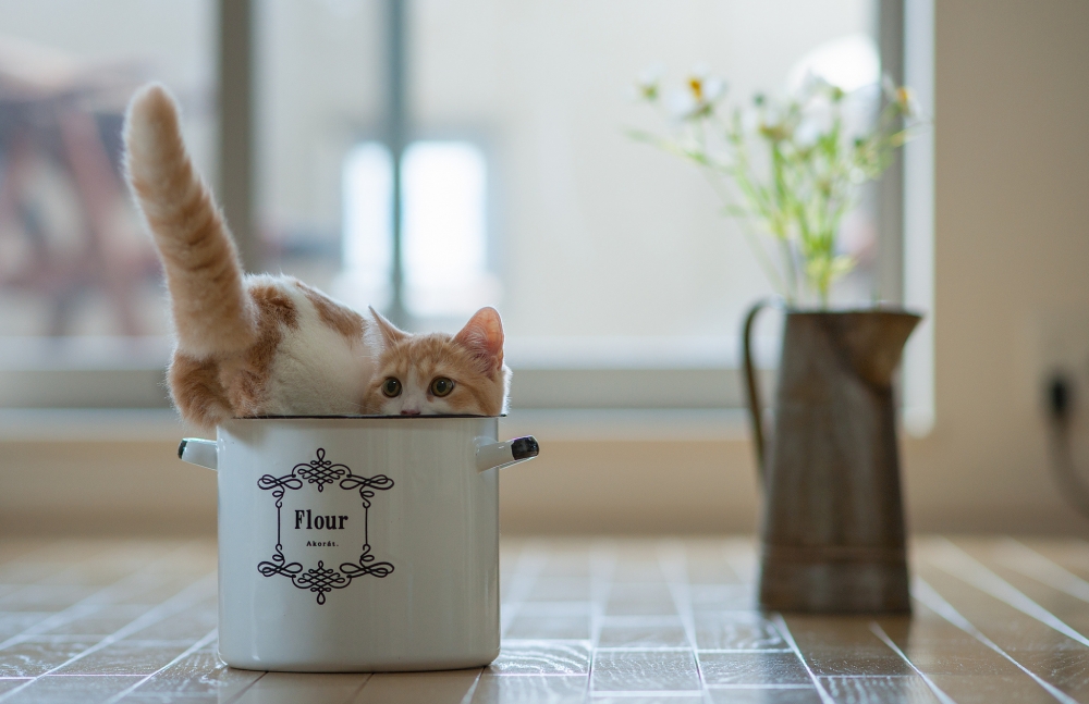 小奶猫幼崽可爱超萌日常生活图片拍摄