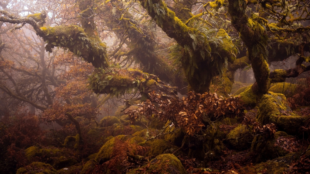 迷雾森林高清风景图片