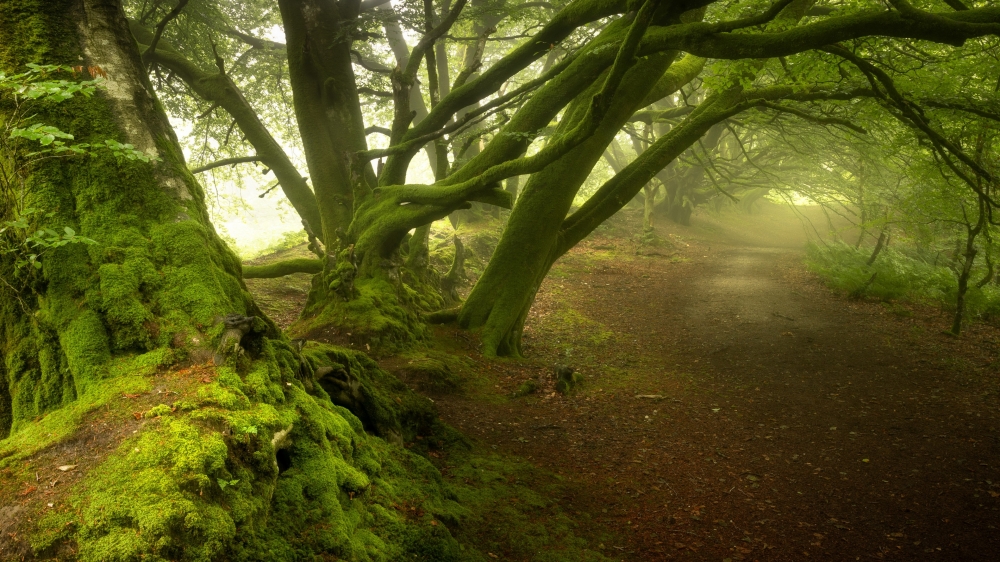 迷雾森林高清风景图片