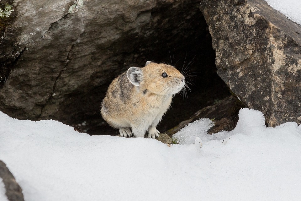 高原洞口前的鼠兔高清图片
