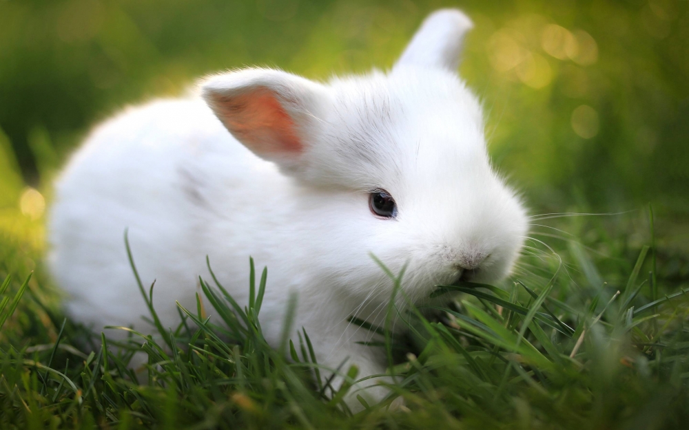 好看的小兔子图片高清无水印