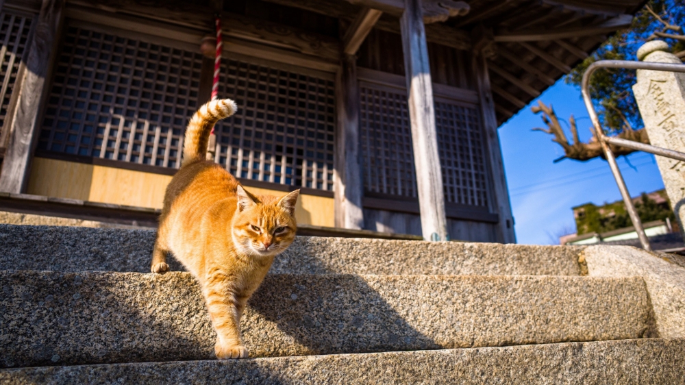 萌系小奶猫桌面壁纸