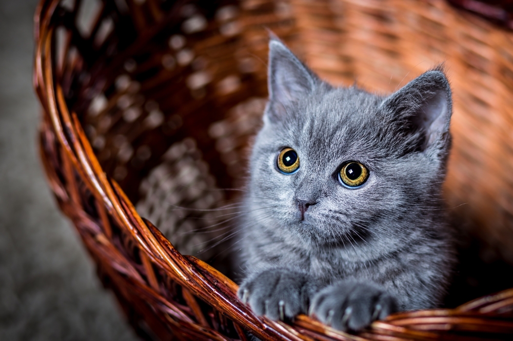 小奶猫幼崽可爱超萌日常生活图片拍摄