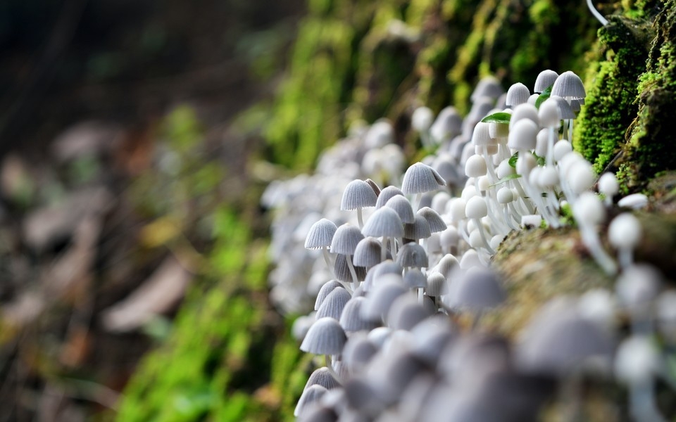 野外菌菇真实图片欣赏