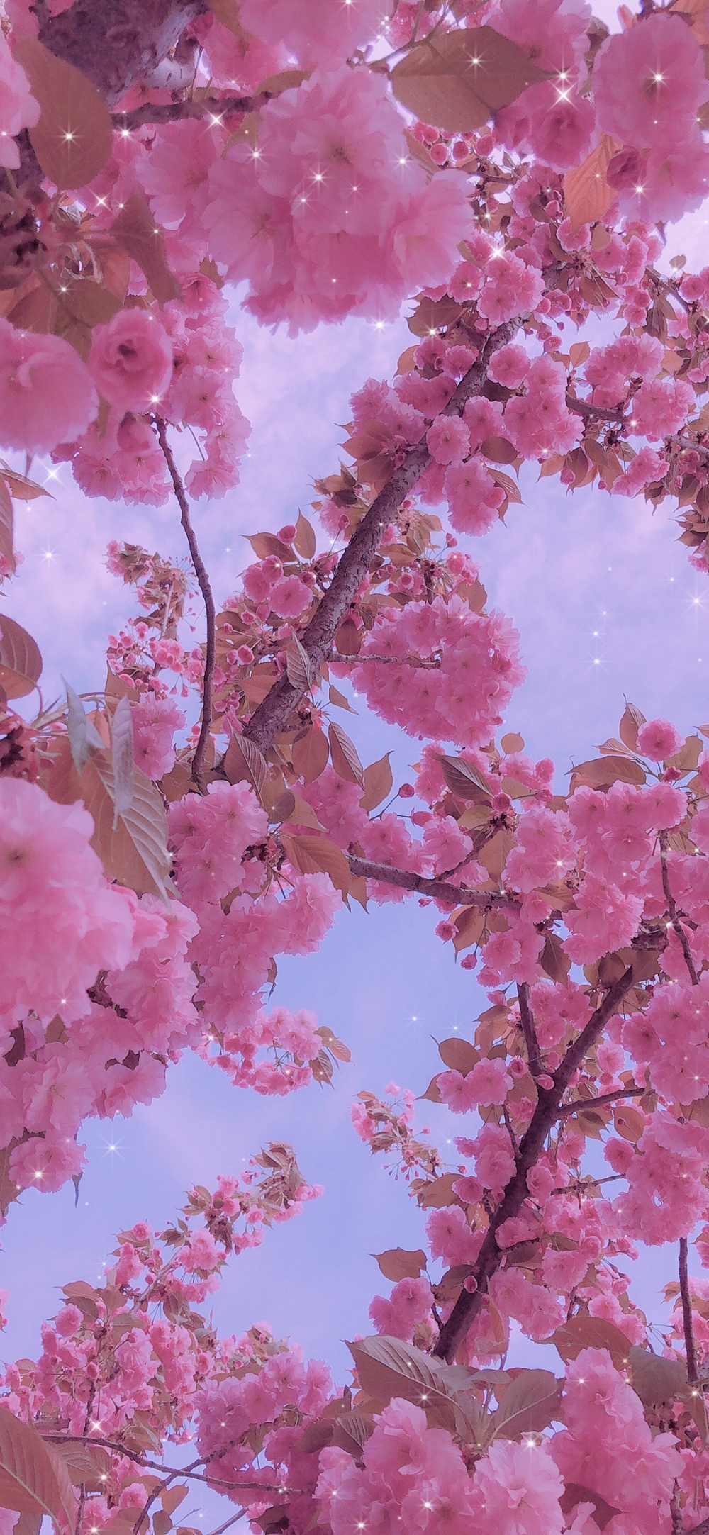 在春天盛开的粉色花朵图片