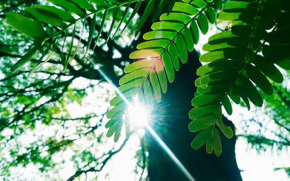 不同季节的树叶植物高清风景图片