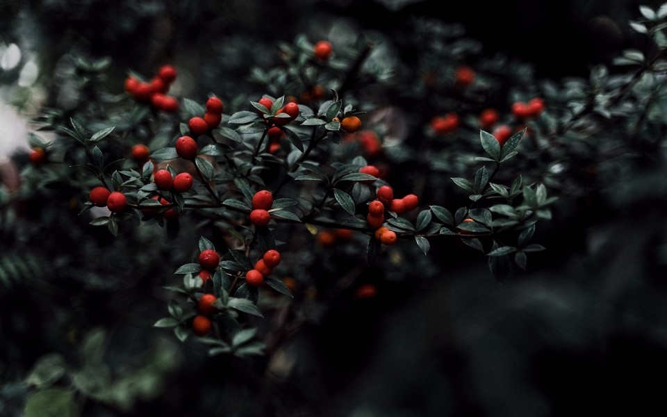 不同季节的树叶植物高清风景图片