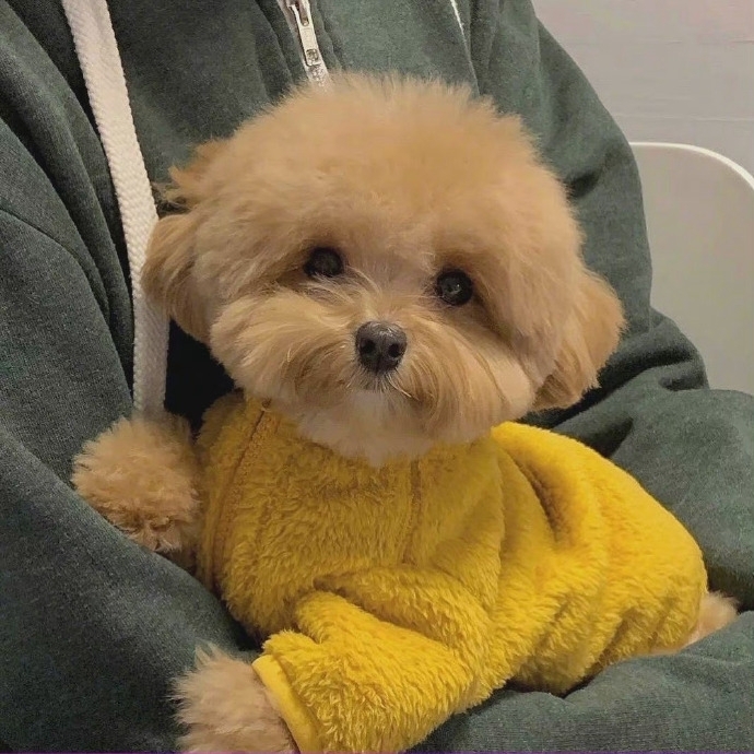 狗狗卖萌的时候还是很可爱的嘛 可爱小狗狗写真图片