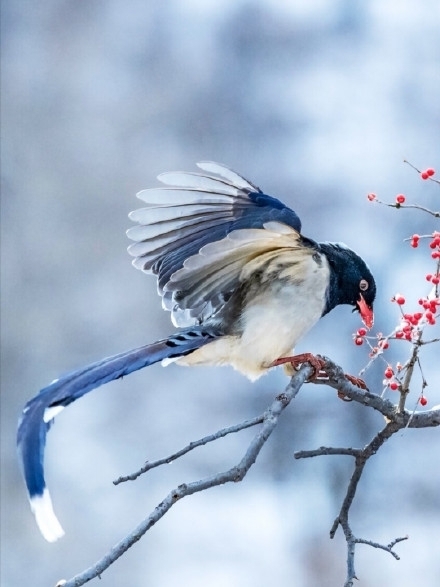 冬天鸟吃红果图