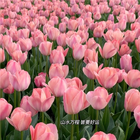 2023温暖又可爱带字背景图