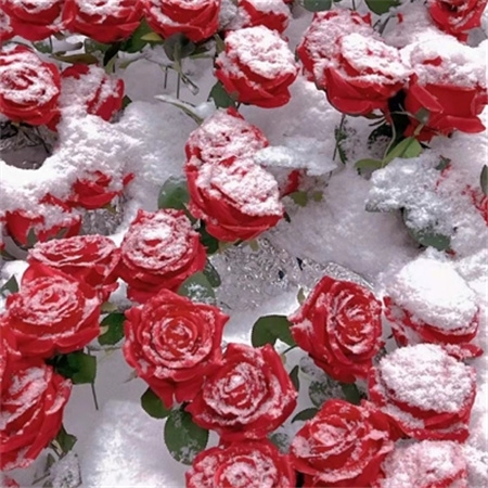 冰川玫瑰图片高清唯美充满意境