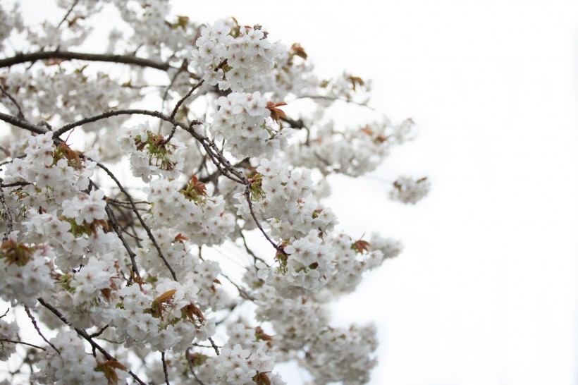 清新淡雅的白色樱花图片