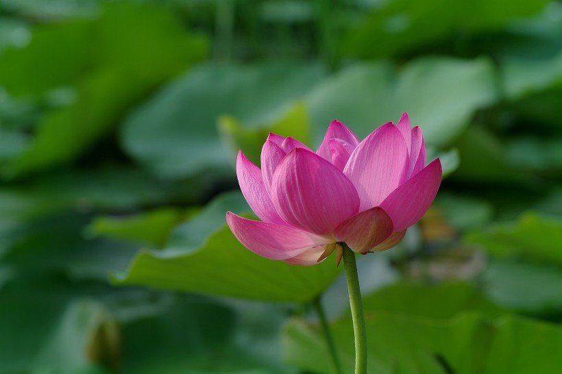 夏季唯美荷花图片高清大全