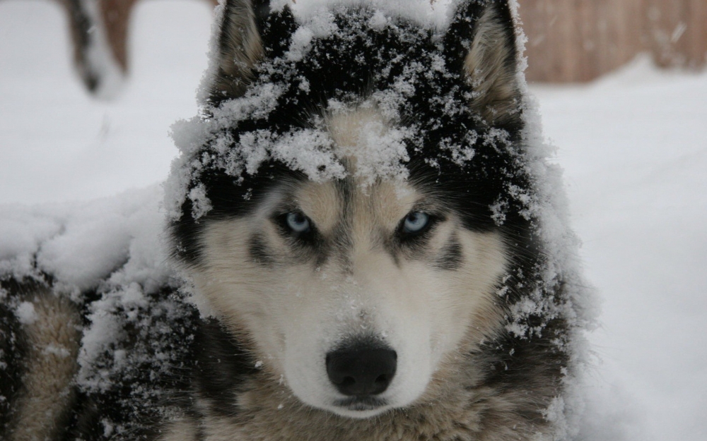 阿拉斯加雪橇犬图片壁纸 第二辑