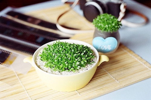 小植物清新唯美图片