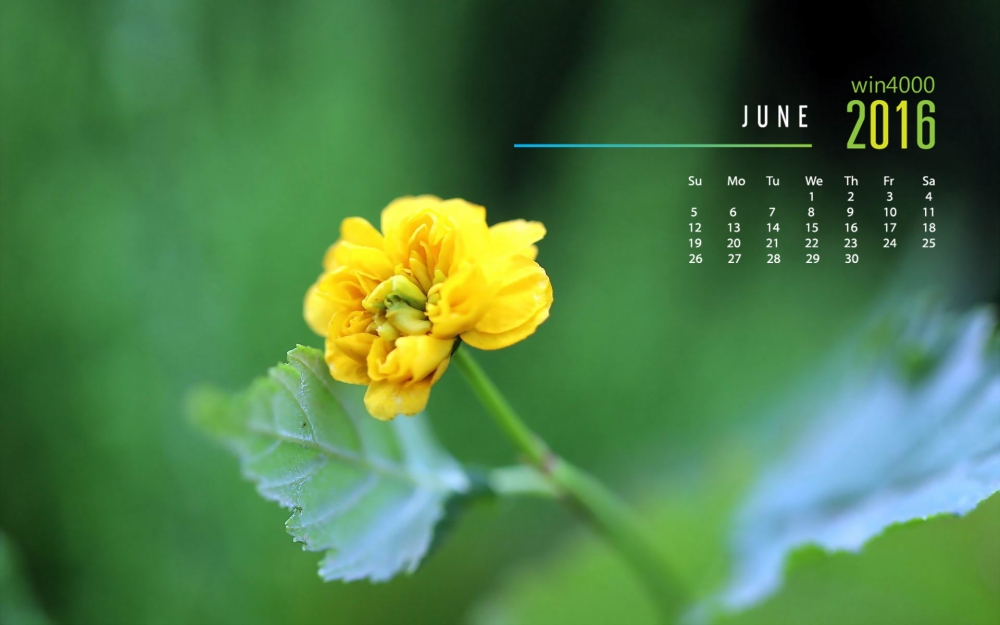 2016年6月日历小清新植物花卉电脑壁纸下载