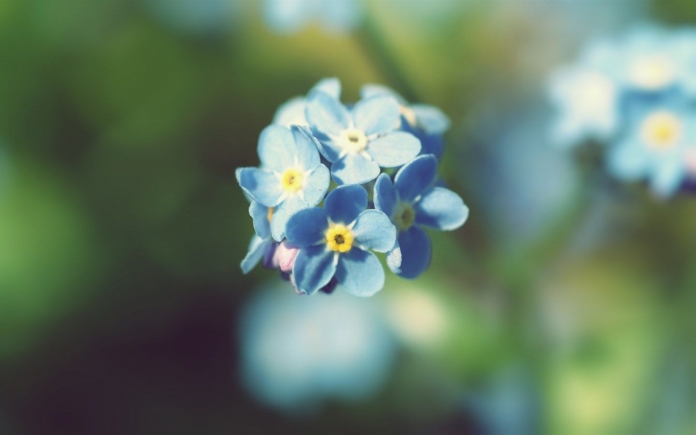 小清新兰花壁纸