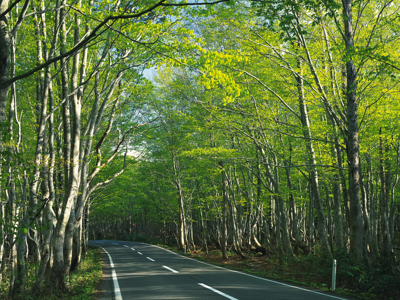 道路 第一辑