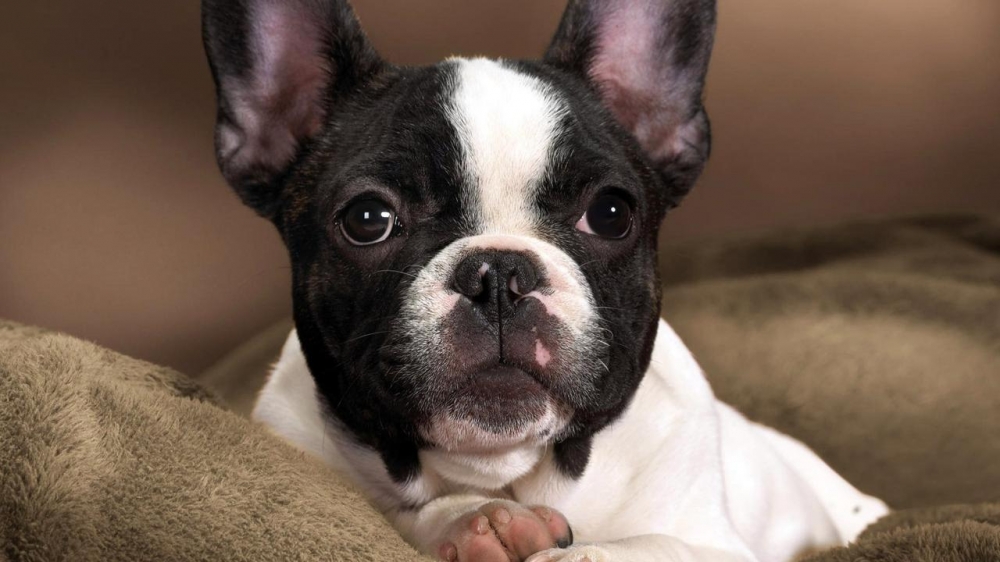 动物素材可爱斗牛犬美图
