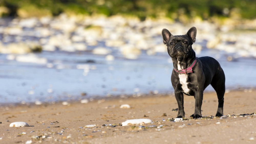 动物素材可爱斗牛犬美图
