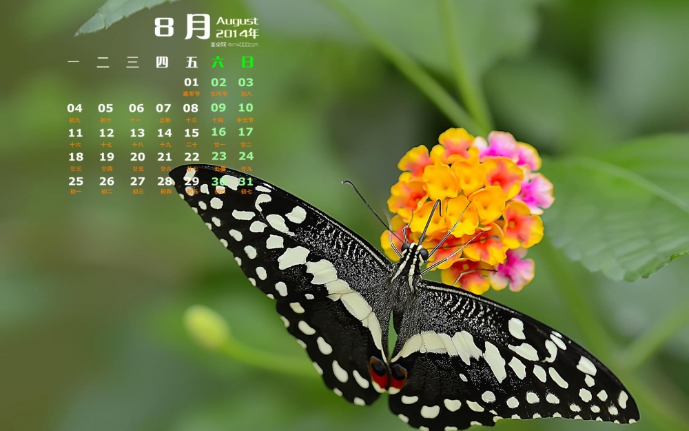 2014年8月日历彩色蝴蝶与花朵高清屏保电脑主题壁纸图片