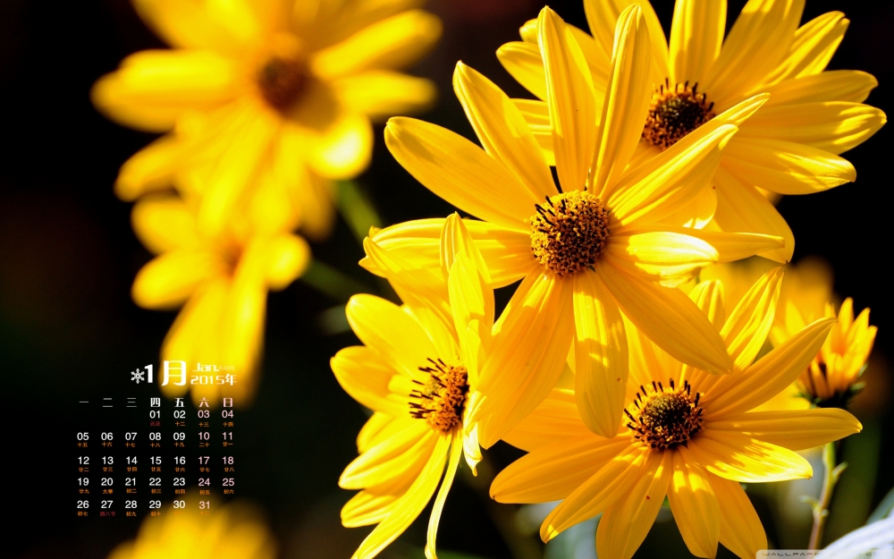 2015年1月日历壁纸大自然唯美花卉之盛开的黄色小花素材图片下载