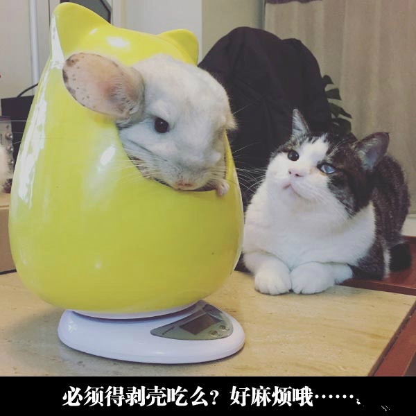 等铲屎官回来再说吧