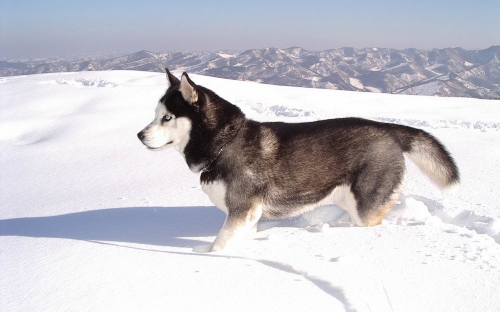 阿拉斯加雪橇犬图片壁纸 第二辑