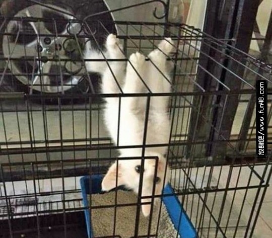 一只与众不同的喵。
