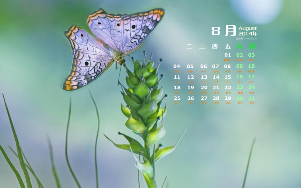 2014年8月日历彩色蝴蝶与花朵高清屏保电脑主题壁纸图片