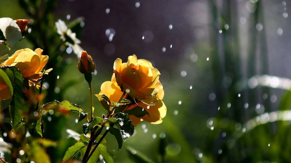 唯美清新雨季风景壁纸